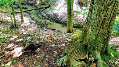 Meandering Creek