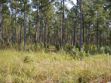 0 Sims Reach Rd, Kingstree, SC 29556 - photo 6