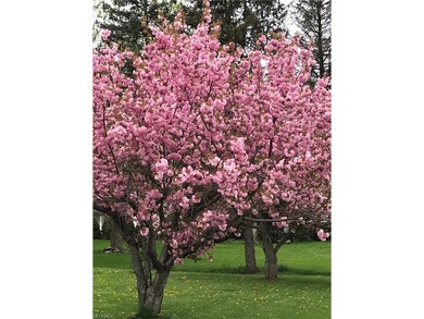 Beautiful flowering cherry trees.
