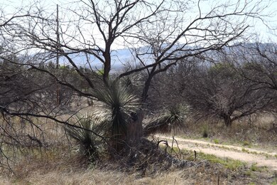 Huge Mesquite