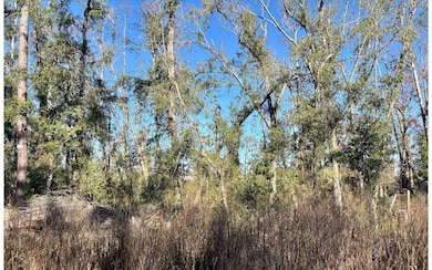 LOT46 NE Blue Springs Church Rd, Lee, FL 32059 - photo 3