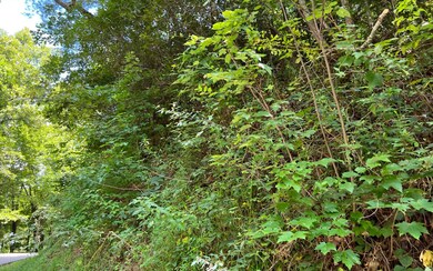 Additional View