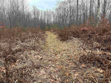 23247 N Preston Hwy, Bruceton Mills, WV 26525 - photo 6