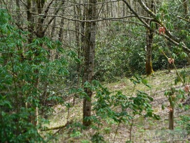 Mountain Laurel