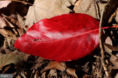0 Back Rd unit VASH2007088, Toms Brook, VA 22660 - photo 6