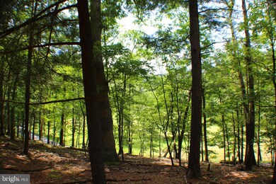 50 acs Skaggs Run & Paul Bean Rd, Baker, WV 26801 - photo 3