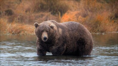 8 Brown Bear