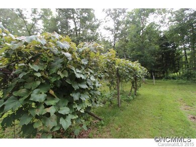 Grape Vines