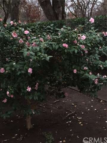 Beautiful Flowering Landscape & Well Maintained Gr