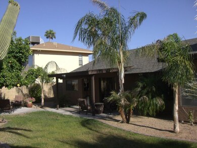 backyard 1