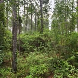 0 Pleasant Grove Church Rd, Albany, GA 31705 - photo 5