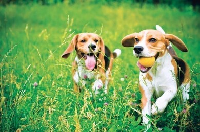 33 Barnes Blvd unit 10, Hudson, MA 01749 - photo 6