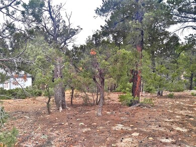 818 Antelope Trail, Show Low, AZ 85901 - photo 5