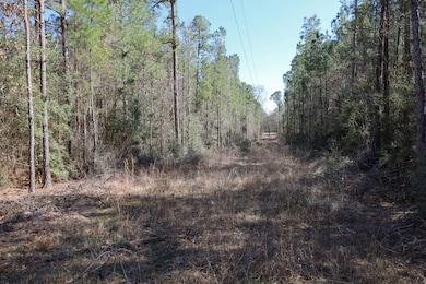 TBD Cross Rd, Grayson, LA 71435 - photo 7
