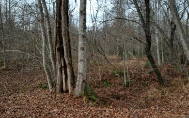 Additional View