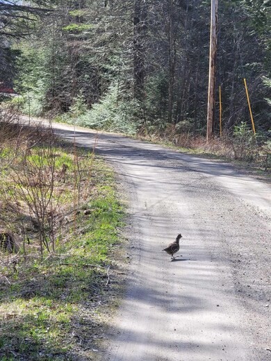 355 Marshall Hill Rd, Colebrook, NH 03576 - photo 7