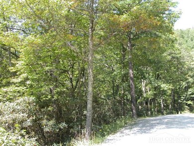 WOODED LOT: Lots of mature trees and rhododendron