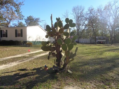 cactus