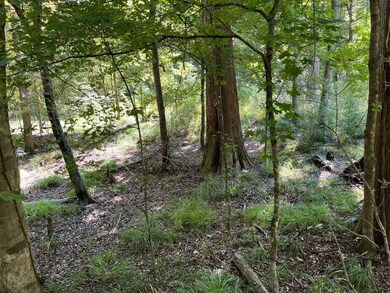 TBD Fm 1745 N, Colmesneil, TX 75938 - photo 5