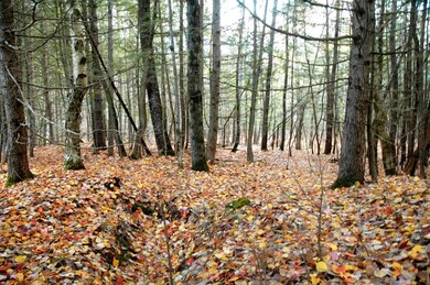 Wooded 5.28 Lot