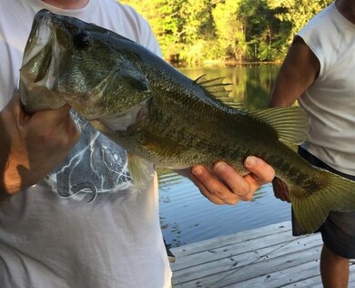 bass