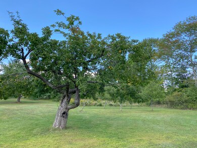 Apple Trees