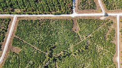 625 Trinity Trail, Lovelady, TX 75851 - photo 5