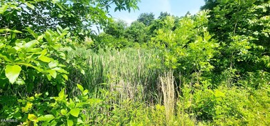 Pond