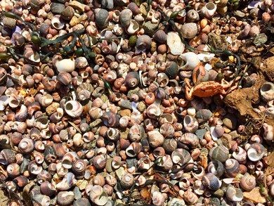 Shells 1280