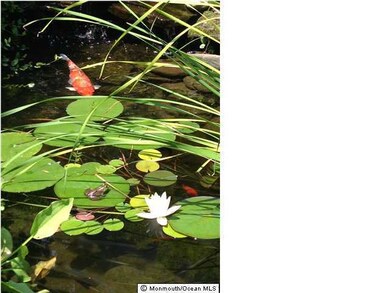 Koi Pond