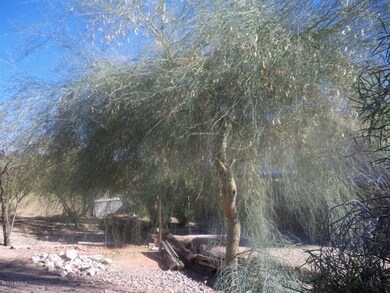 Beautiful desert flora
