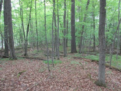 Lot #3 Trees