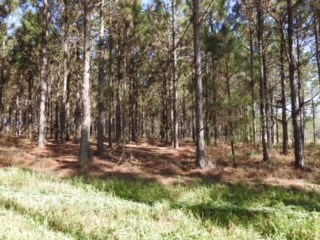 48 Acres Minnow Farm Rd, Quitman, GA 31643 - photo 4
