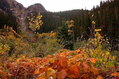 TBD Needle Creek Trail, Durango, CO 81301 - photo 2