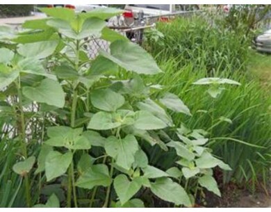 39 Devon St, Dorchester, MA 02121 - photo 6