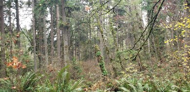 256 XX 86th Ave E, Graham, WA 98338 - photo 6