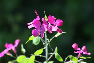 2281 Berry Ln, Point Roberts, WA 98281 - photo 4