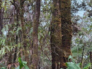 Huge old growth mossy Ohia Tree.