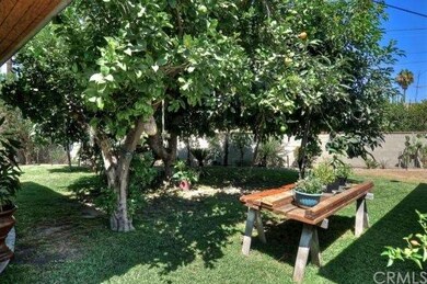 Large yard with Avocado tree, pomegranate, lemon, 