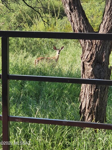zoostage deer3