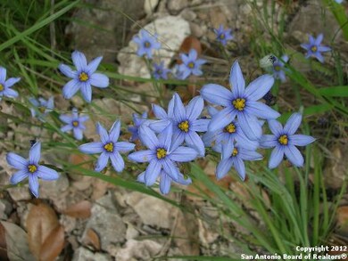12243 Clovis, Helotes, TX 78023 - photo 7