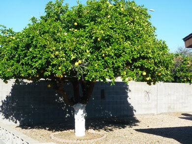 Rear Citrus Tree
