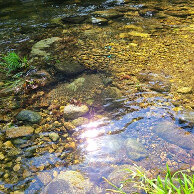 Sawyer Brook