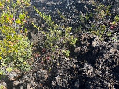 There's fruiting Ohelo Berry plants and a view from the Lots of South Point, the coastline, and horizon.