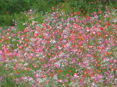 Flowers Manor Pointe
