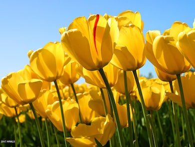 Tulips