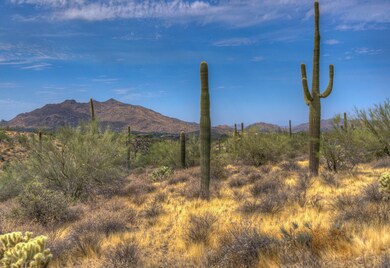 Lush Vegetation