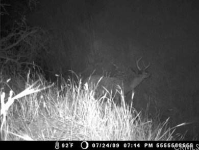 This 3 pointer and a couple of other bucks were ph
