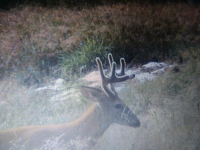 Deer pic 2