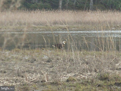 0 Tayloes Neck Rd, Nanjemoy, MD 20662 - photo 3